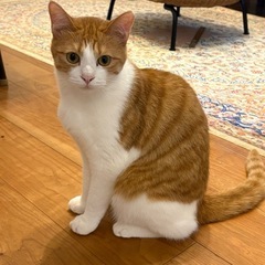 【茶白】1才の男の子❣️ちょっと天然まん丸フェイス