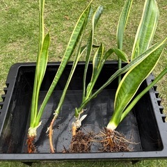 【観葉植物】サンスベリア　4株　800円、鉢付き1,000円の画像