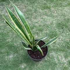 【観葉植物】サンスベリア　4株　800円、鉢付き1,000円の画像