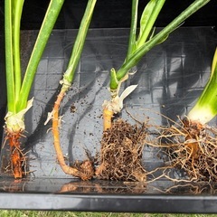 【観葉植物】サンスベリア　4株　800円、鉢付き1,000円の画像