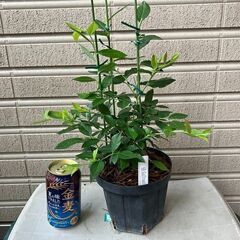 ブルーベリー挿し木苗 2年生（サザンハイブッシュ系）ガルフコーストNo1の画像