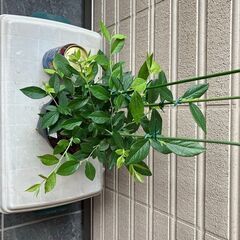 ブルーベリー挿し木苗 2年生（サザンハイブッシュ系）ガルフコーストNo1の画像