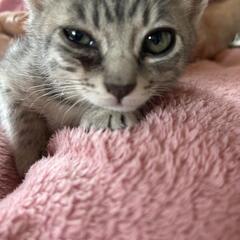 2ヶ月オス浜松のSさんから面会予約頂きました - 猫