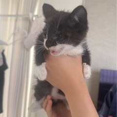 雨の中ひとりで頑張ってました保護猫ちゃんです