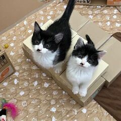   里親募集  