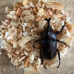 カブトムシ新成虫ペア