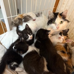 長毛ミケと生後約２ヶ月仔猫の甘えん坊ハンサムボーイ親子ペア❣️ - 里親募集