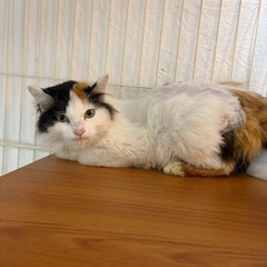 長毛ミケと生後約２ヶ月仔猫の甘えん坊ハンサムボーイ親子ペア❣️ - 猫