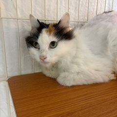 長毛ミケと生後約２ヶ月仔猫の甘えん坊ハンサムボーイ親子ペア❣️ - 世田谷区