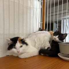 長毛ミケと生後約２ヶ月仔猫の甘えん坊ハンサムボーイ親子ペア❣️ − 東京都