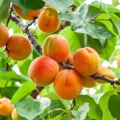 本日限定！完熟杏　あんず　杏の実　500g　杏シロップ　コンポー...