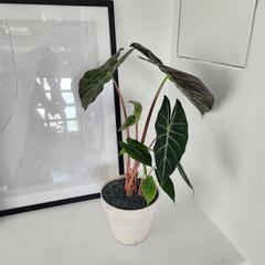アロカシアの画像