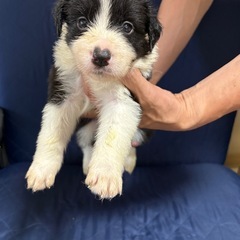 ボーダーコリー子犬　女の子