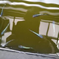 めだかネプチューン１０匹