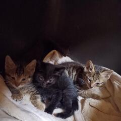 どうか家族になってください( > <。)