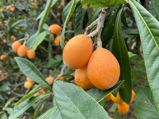 完熟枇杷　2kg