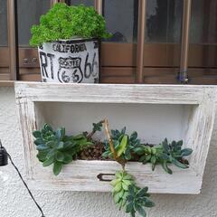 観葉植物2つ
