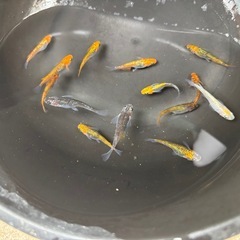 ラメメダカ