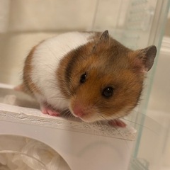 里親募集させて頂きます。