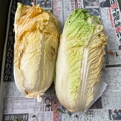【2個セット】白菜　野菜