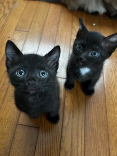 黒猫三兄弟 (どらちゃん) 本城の猫の里親募集｜ジモティー