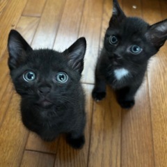 黒猫三兄弟