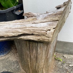 切り株 流木の画像