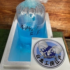 ネプチューンリアルロングフィンフレーミングアイスブルーラメ稚魚1匹
の画像