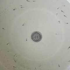 ネプチューンリアルロングフィンフレーミングアイスブルーラメ稚魚1匹
の画像