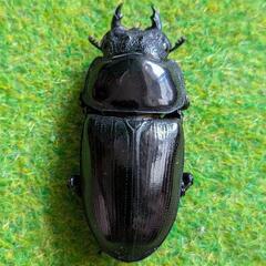 オオクワガタペアの画像