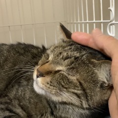 スーパー甘えん坊の構ってちゃん - 猫