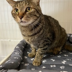 スーパー甘えん坊の構ってちゃん - 里親募集