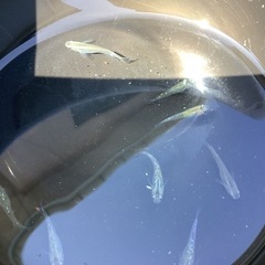 夜桜ゴールド稚魚　５匹の画像