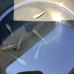 夜桜ゴールド稚魚　５匹の画像