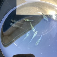 夜桜ゴールド稚魚　５匹の画像