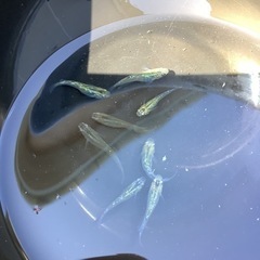 夜桜ゴールド稚魚　５匹の画像