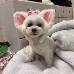 マルチーズ