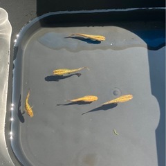 めだか、琥珀ラメ
