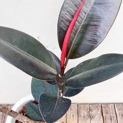 観葉植物　フィカス　バーガンディ　黒ゴムの画像