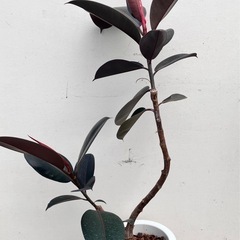 観葉植物　フィカス　バーガンディ　黒ゴムの画像