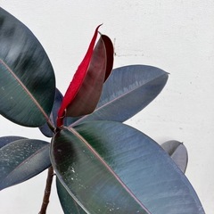 観葉植物　フィカス　バーガンディ　黒ゴムの画像