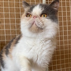 エキゾチックショートヘア　里親様募集中