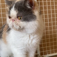 エキゾチックショートヘア　里親様募集中 - 猫