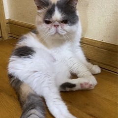 エキゾチックショートヘア　里親様募集中 - 徳島市