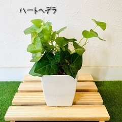 へデラ　ハートへデラ　観葉植物　鉢植え　そのまま飾れる　無機質の土