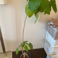 ウンベラータ　観葉植物