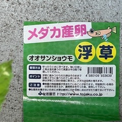 ｵｵｻﾝｼｮｳﾓ 浮草　ミナミヌマエビの赤ちゃん5匹の画像