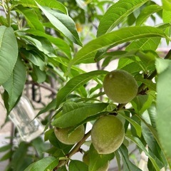 桃の木の画像