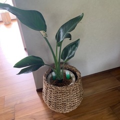ストレチア　オーガスタ　観葉植物