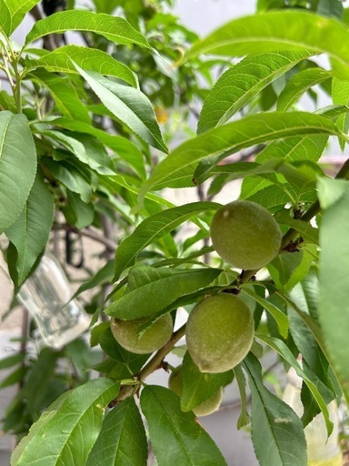 大きい花桃　